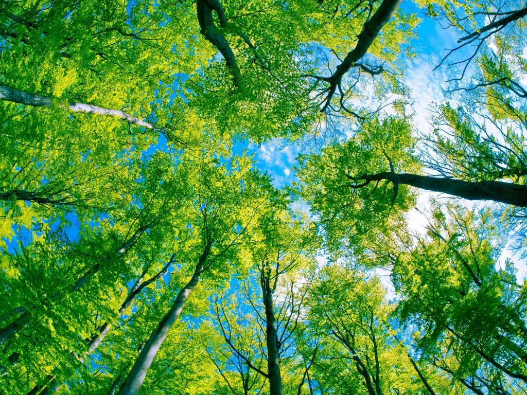 Canada Grows On Trees – Celebrating Canada’s 150th
