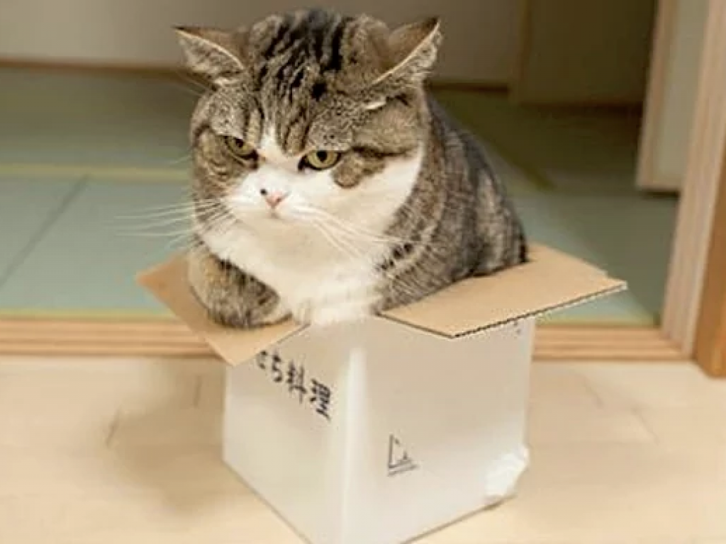 Why do cats love chilling out in boxes so much? Scientists could have the answer