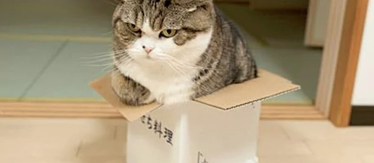 Why do cats love chilling out in boxes so much? Scientists could have the answer