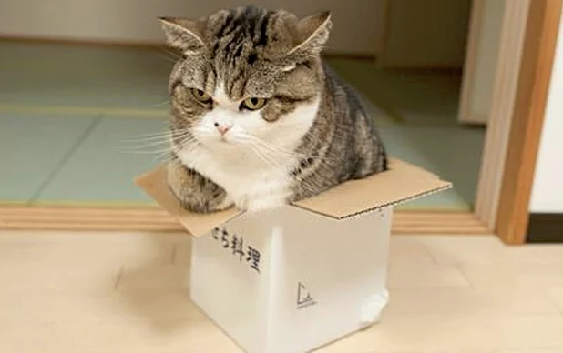 Cat in small box outlet