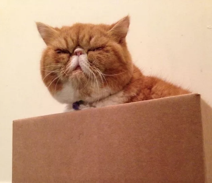 21 Cats Celebrating Boxing Day Planet Paper Box Group Inc